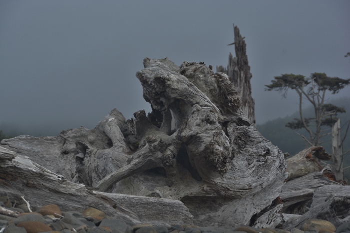 driftwood on Cape Meares Beach